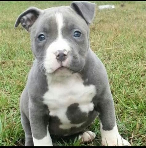 pitbull blue cachorro
